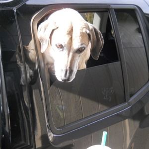 Meet your Posher, Sadie